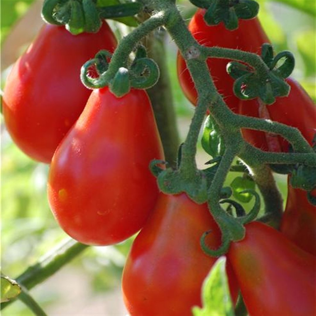 Red Pear Tomato on the plant