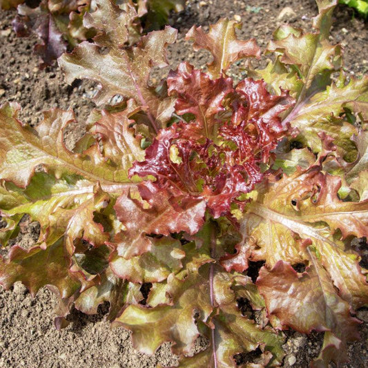 Red Sails Loose Leaf Lettuce Seeds – 1g (~900 Seeds)