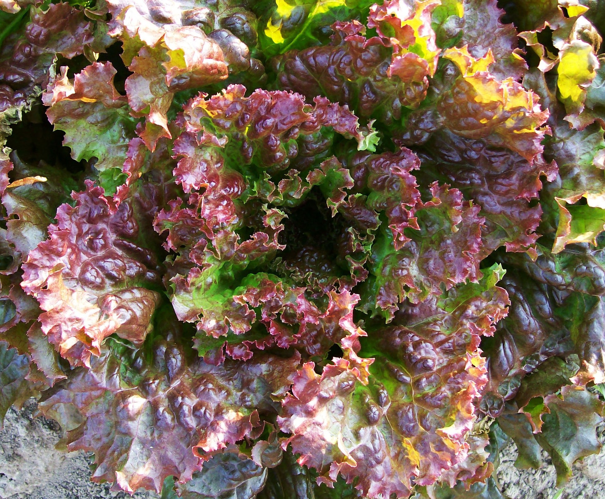 Red Sails Loose Leaf Lettuce on the plant 