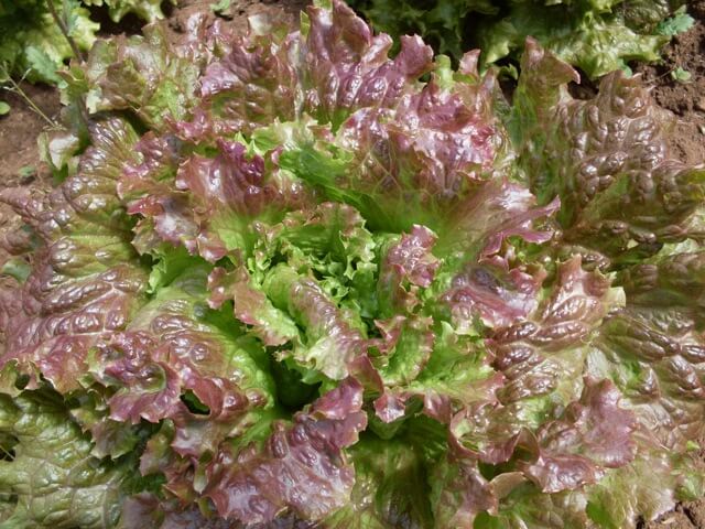 Red Sails Loose Leaf Lettuce on the plant 
