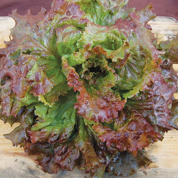 Red Sails Loose Leaf Lettuce on the plant 