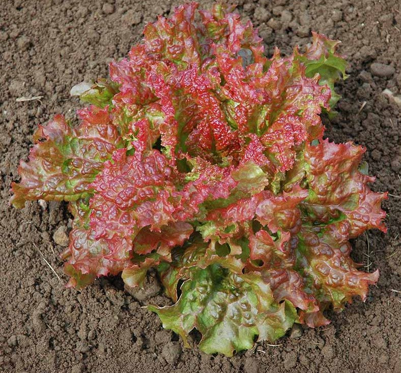 Red Sails Loose Leaf Lettuce on the plant 