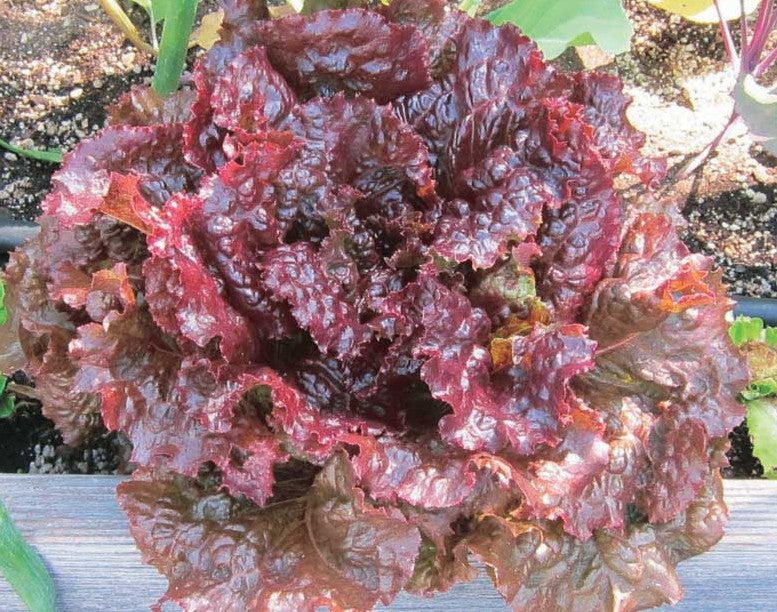 Red Sails Loose Leaf Lettuce on the plant 