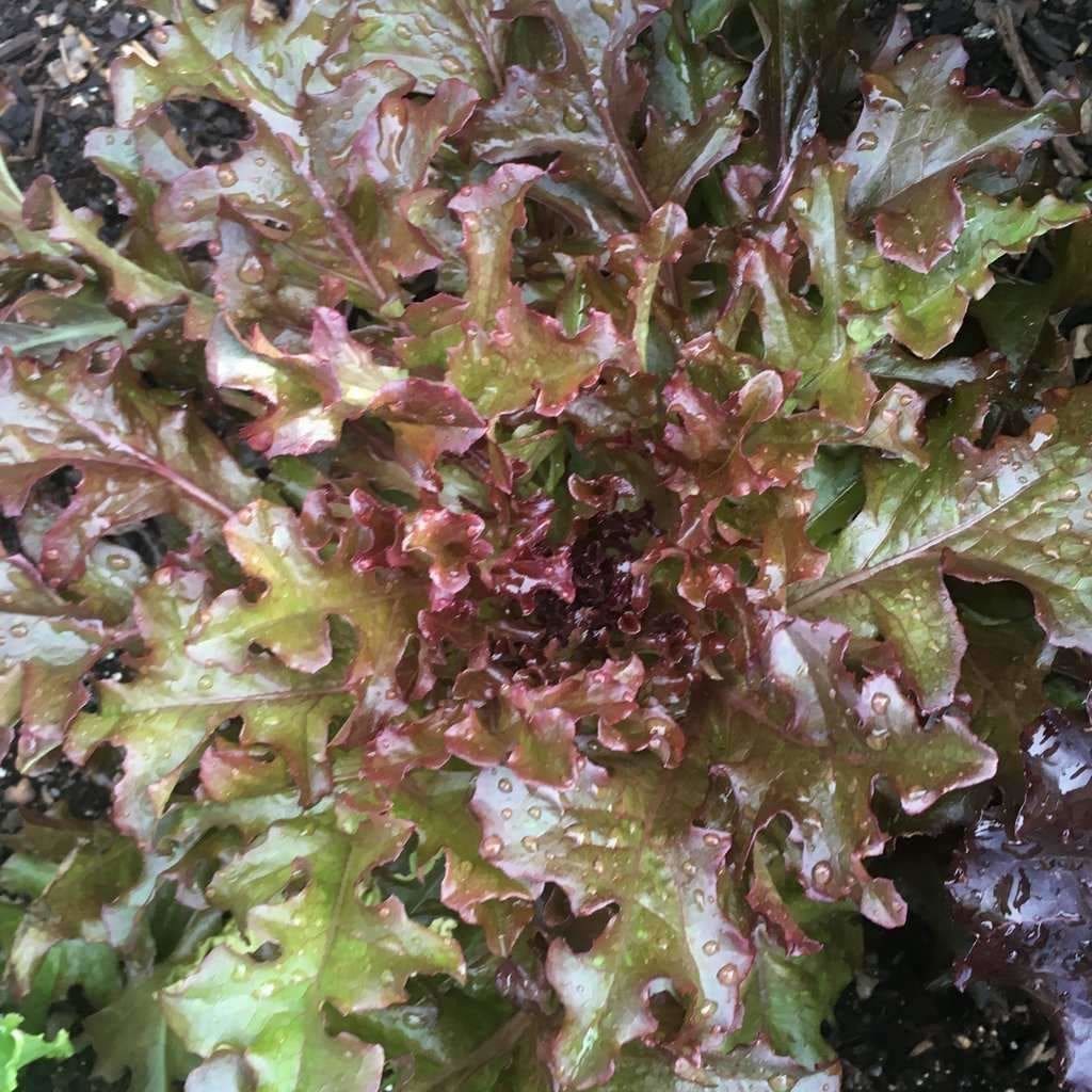 Red Salad Bowl Leaf Lettuce on the plant 