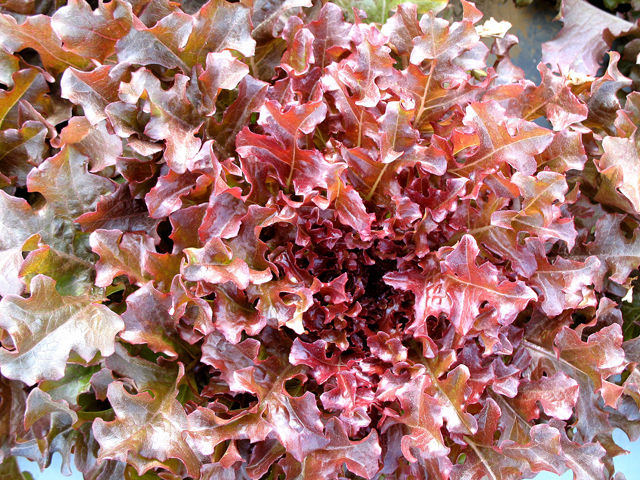 Red Salad Bowl Leaf Lettuce on the plant 