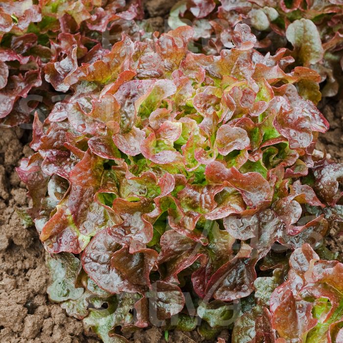 Red Salad Bowl Leaf Lettuce on the plant 