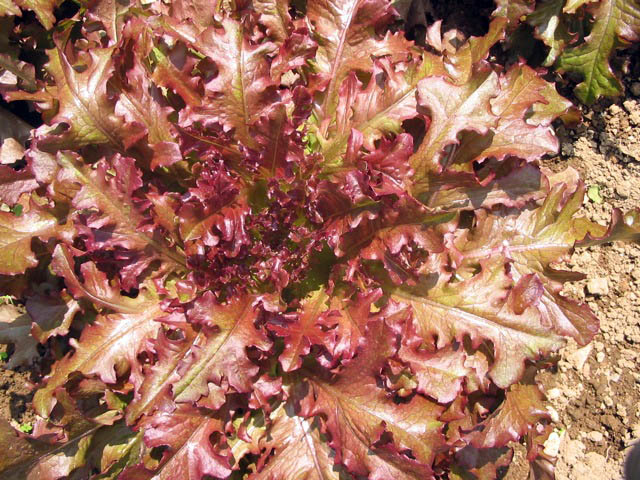 Red Salad Bowl Leaf Lettuce on the plant 