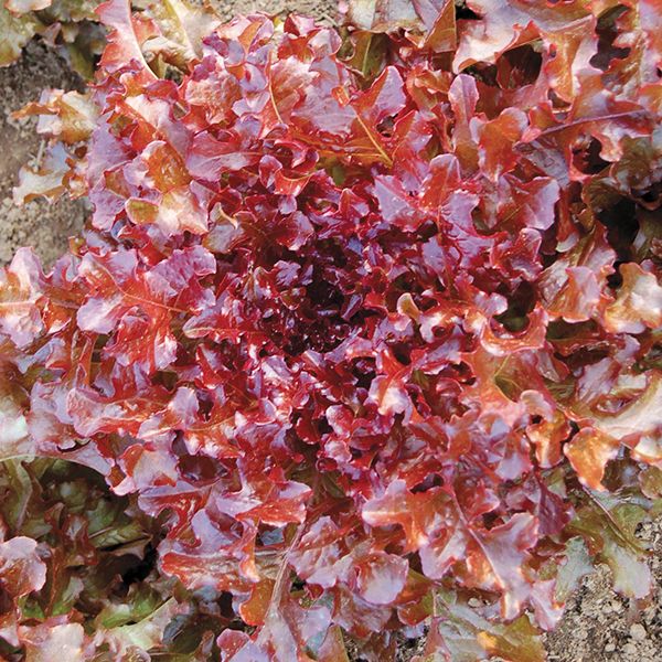 Red Salad Bowl Leaf Lettuce on the plant 