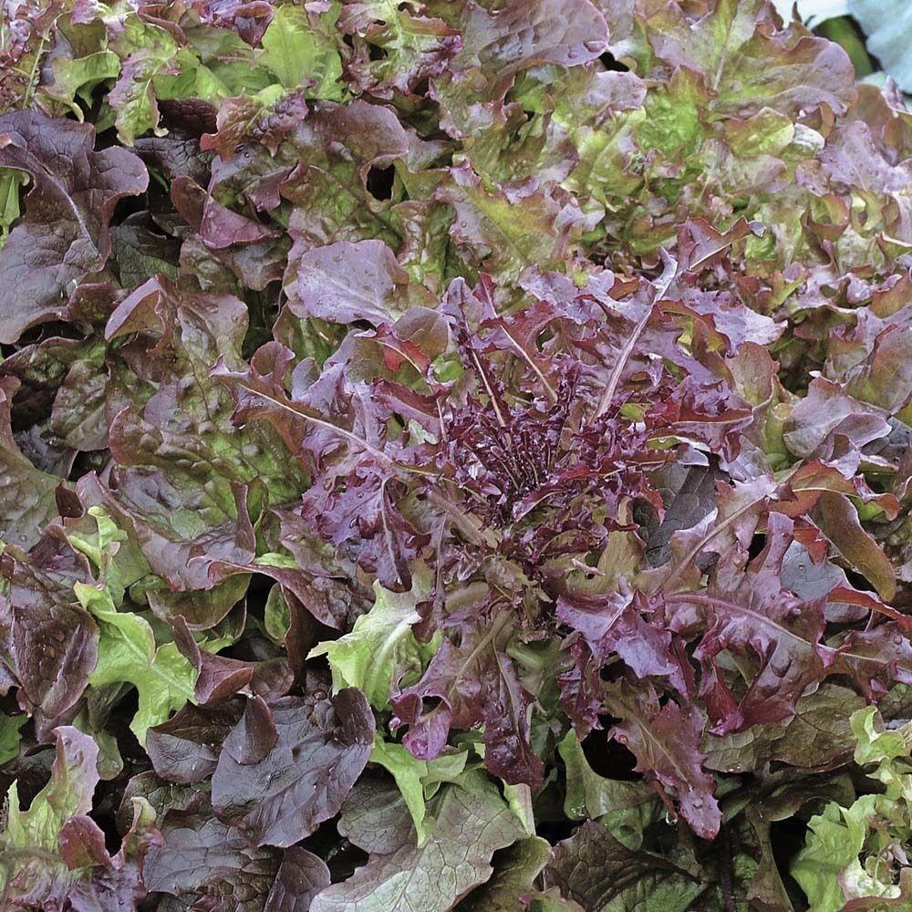 Red Salad Bowl Leaf Lettuce on the plant 