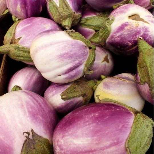30 - Premium Fresh Harvest of Heirloom Rosa Bianca Eggplant Seeds