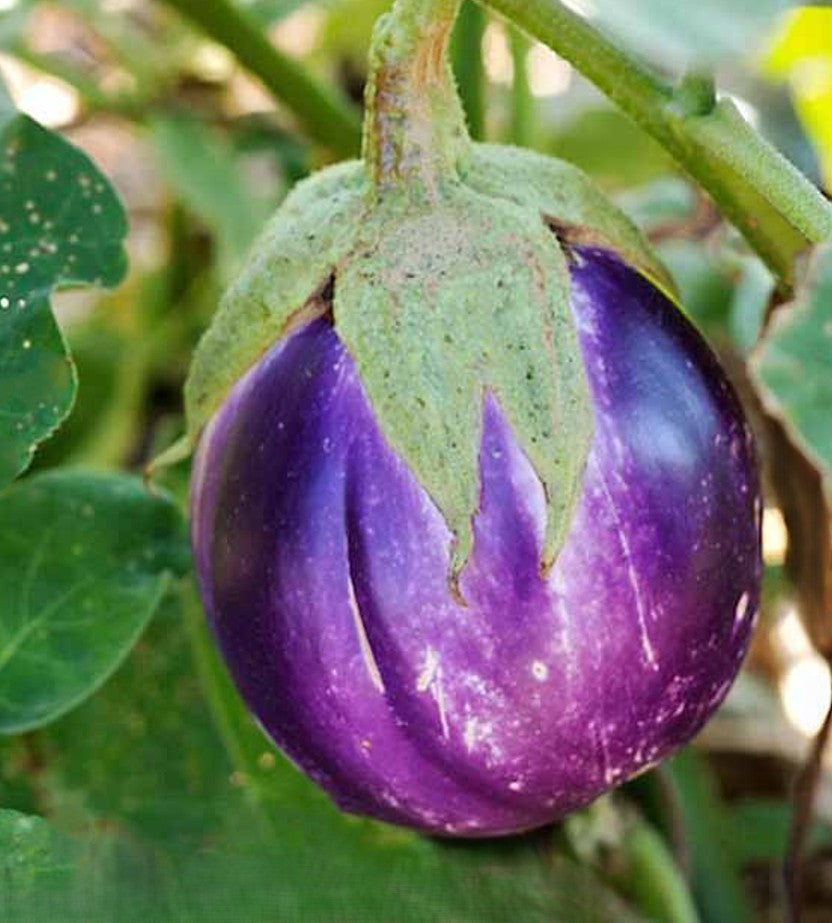 30 - Premium Fresh Harvest of Heirloom Rosa Bianca Eggplant Seeds