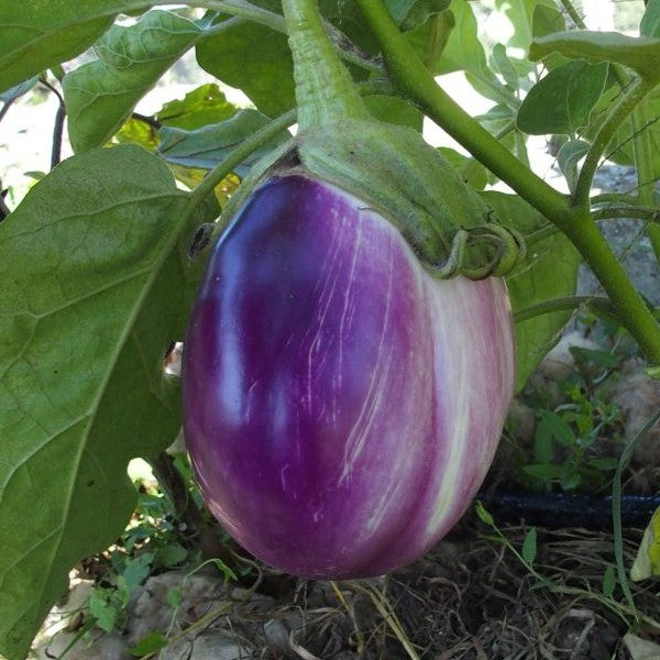 30 - Premium Fresh Harvest of Heirloom Rosa Bianca Eggplant Seeds