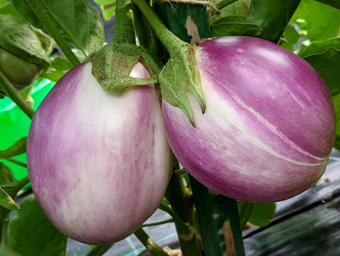 30 - Premium Fresh Harvest of Heirloom Rosa Bianca Eggplant Seeds