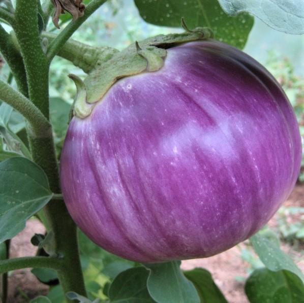 30 - Premium Fresh Harvest of Heirloom Rosa Bianca Eggplant Seeds