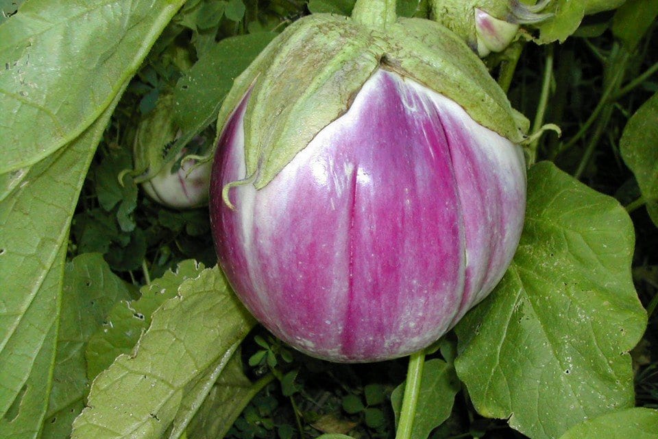 30 - Premium Fresh Harvest of Heirloom Rosa Bianca Eggplant Seeds