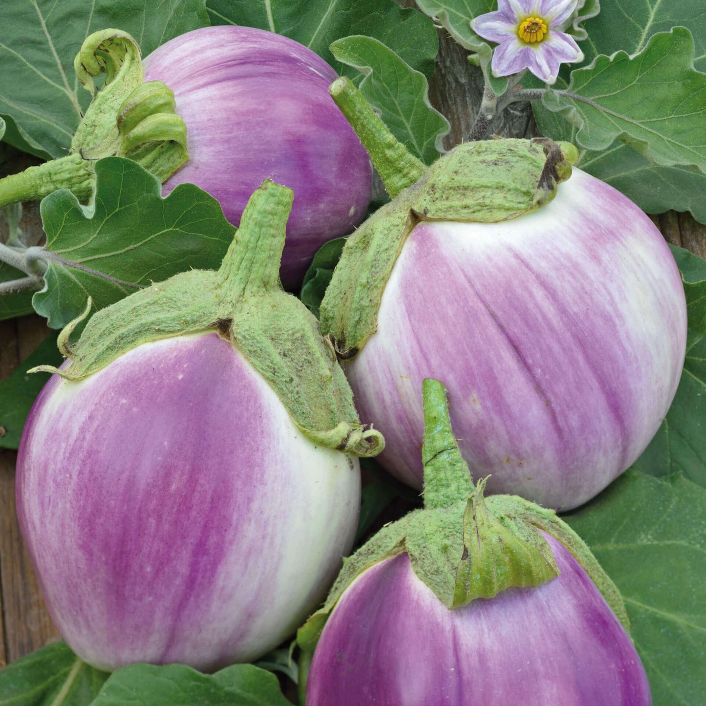 30 - Premium Fresh Harvest of Heirloom Rosa Bianca Eggplant Seeds