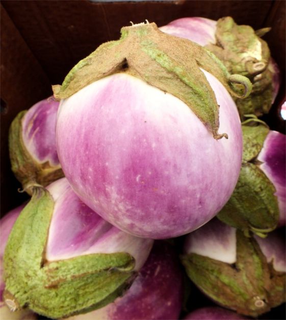 30 - Premium Fresh Harvest of Heirloom Rosa Bianca Eggplant Seeds