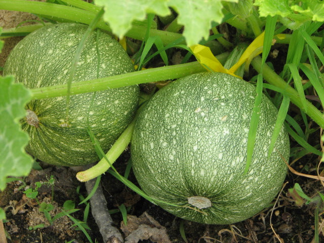Round Zucchini Squash growing on the vine
