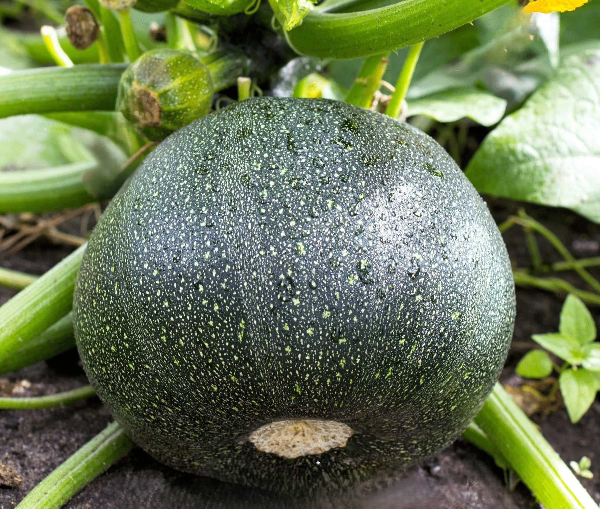 Round Zucchini Squash growing on the vine