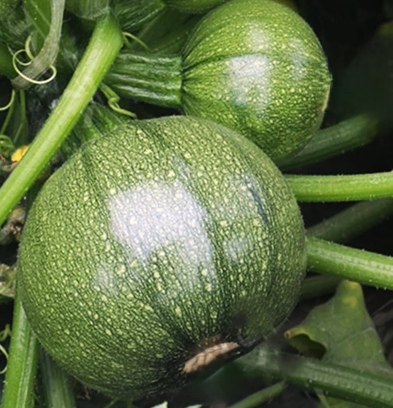 Round Zucchini Squash growing on the vine