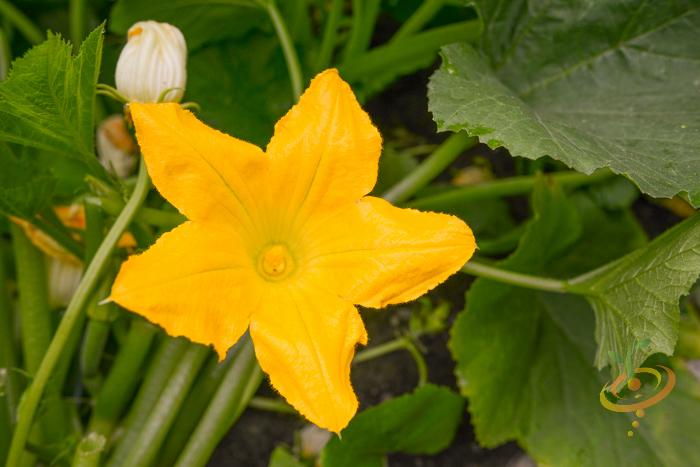 Round Zucchini Squash growing on the vine