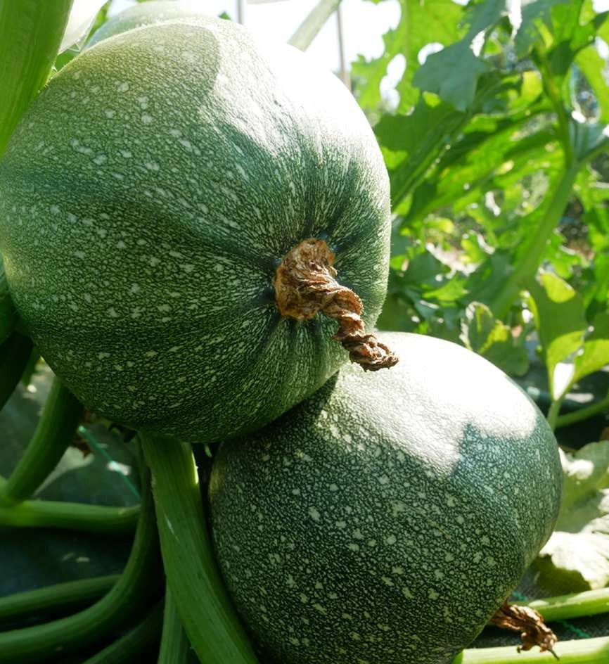 Round Zucchini Squash growing on the vine