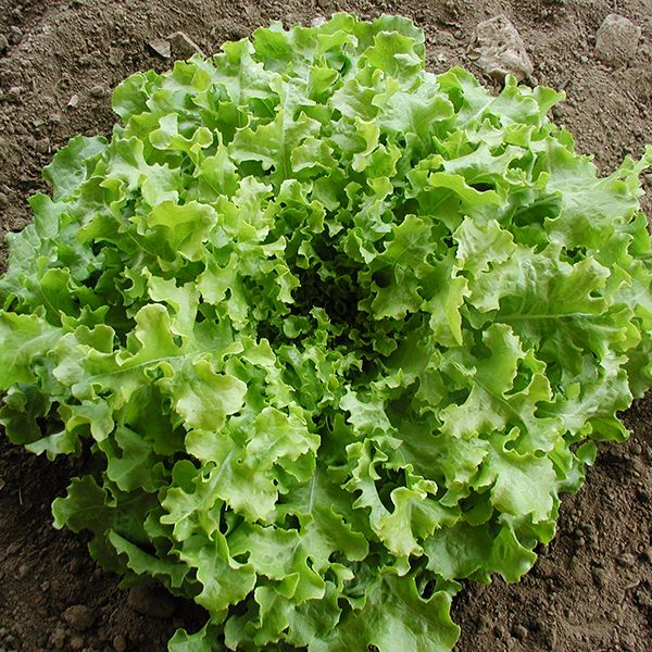 Salad Bowl Leaf Lettuce on the plant 