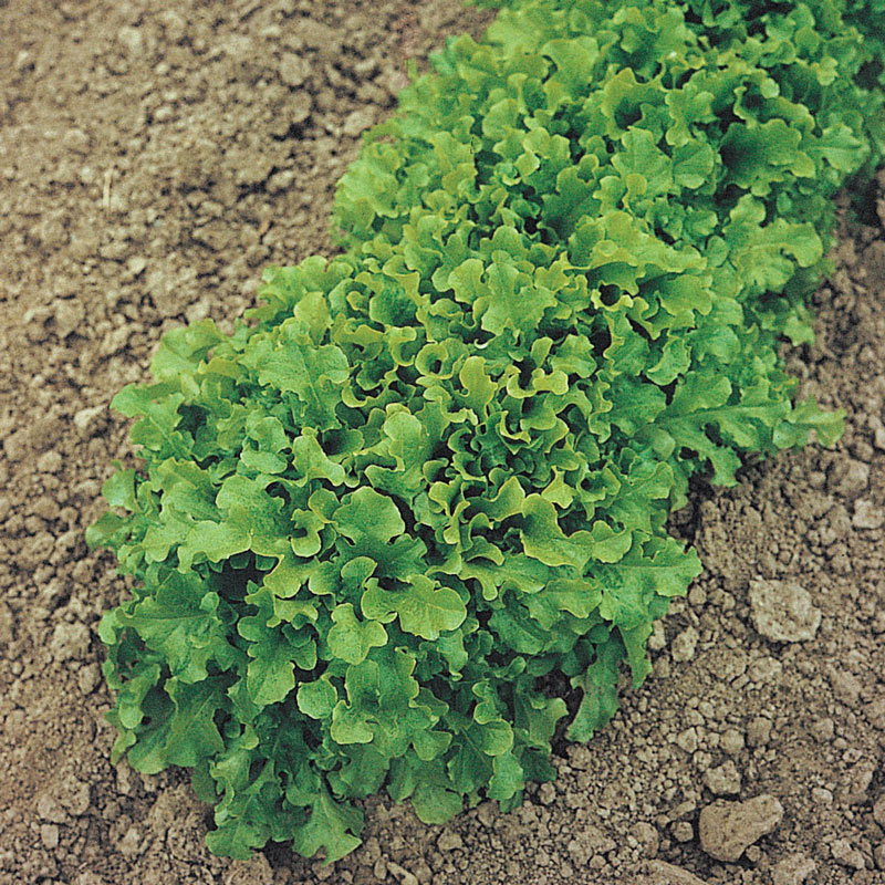 Salad Bowl Leaf Lettuce on the plant 
