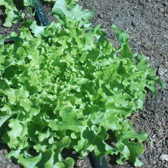 Salad Bowl Leaf Lettuce on the plant 