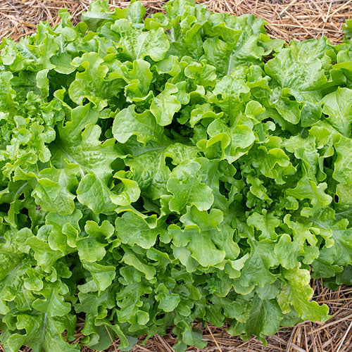 Salad Bowl Leaf Lettuce on the plant 