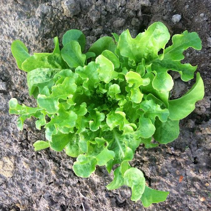 Salad Bowl Leaf Lettuce on the plant 