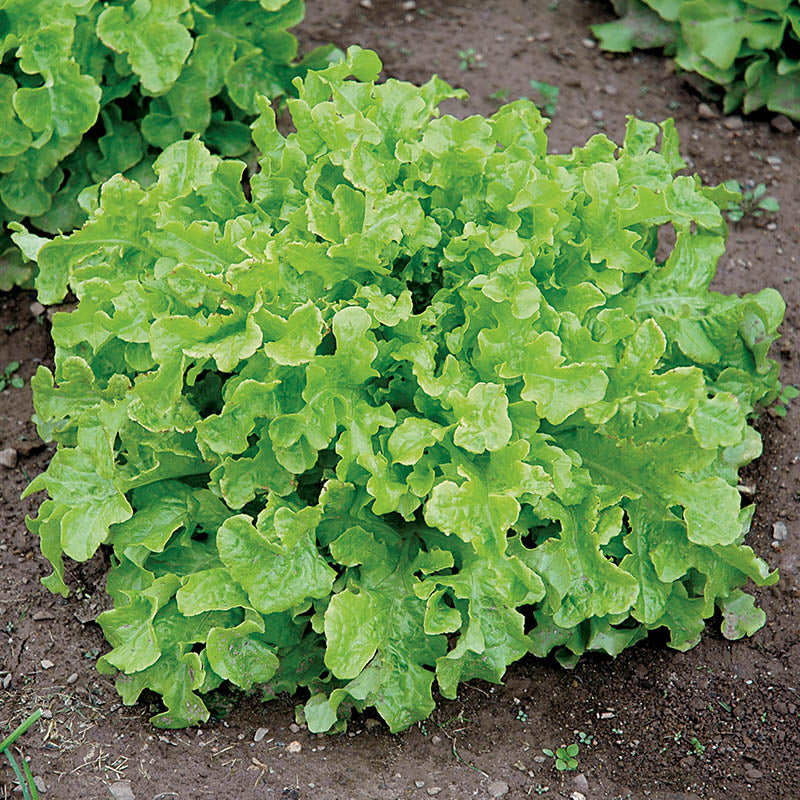 Salad Bowl Leaf Lettuce on the plant 