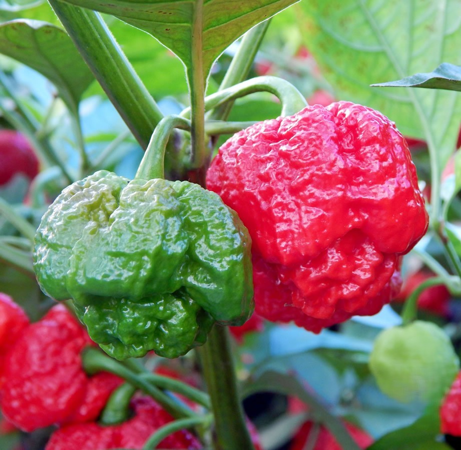 Scorpion Moruga Red Pepper on the plant