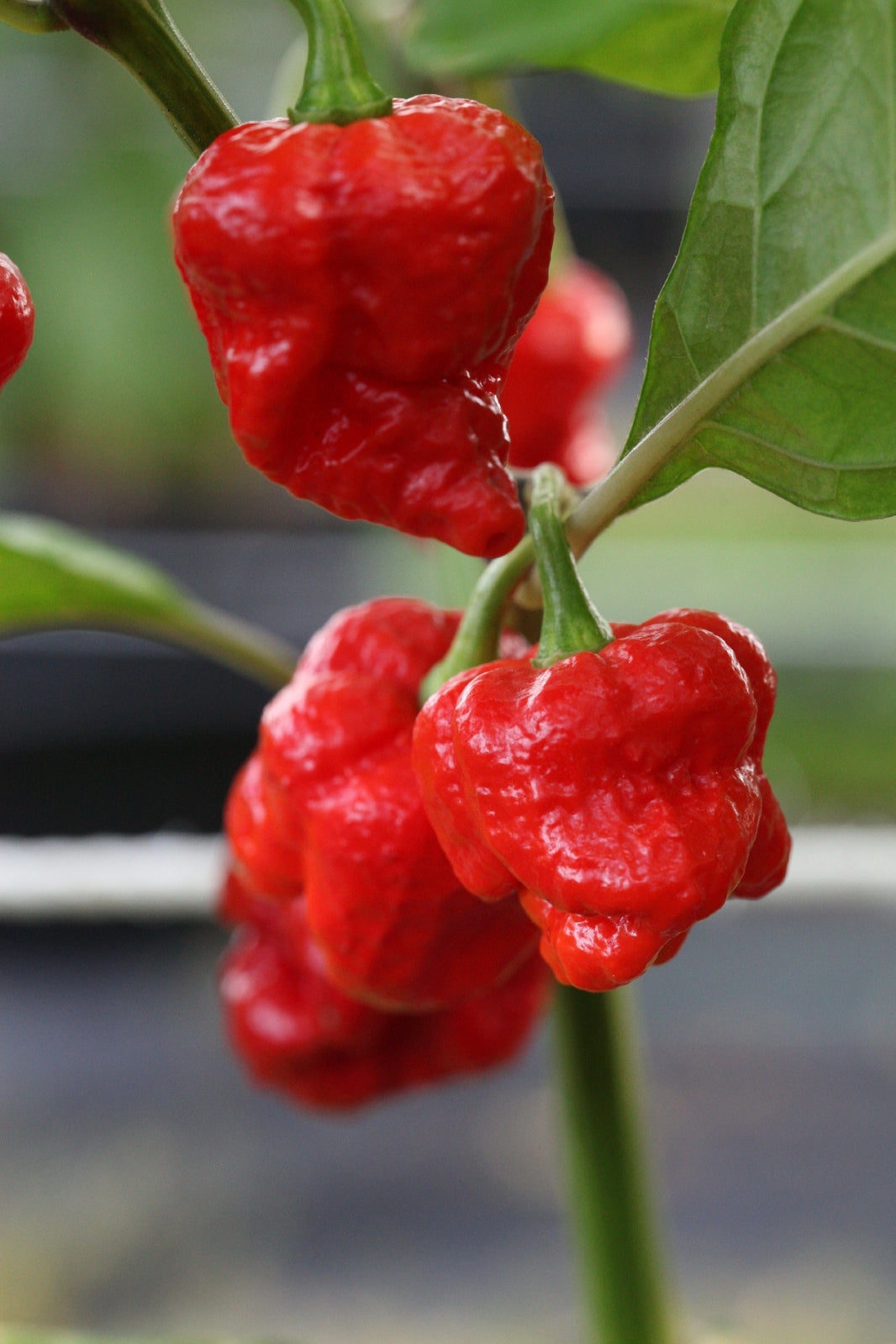 Scorpion Moruga Red Pepper on the plant