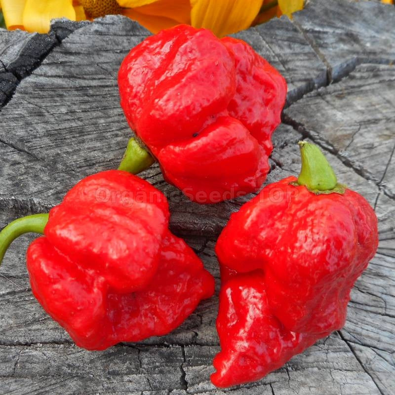 Scorpion Moruga Red Pepper on the plant