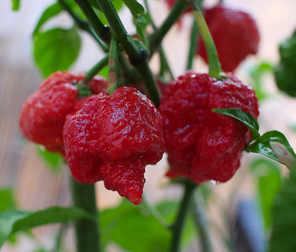 Scorpion Moruga Red Pepper on the plant
