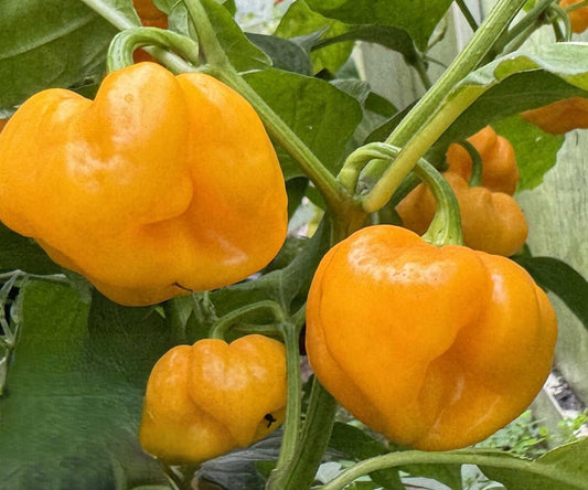 20 - Heirloom Harvest of Quality Fresh Yellow MOA Scotch Bonnet Pepper Seeds