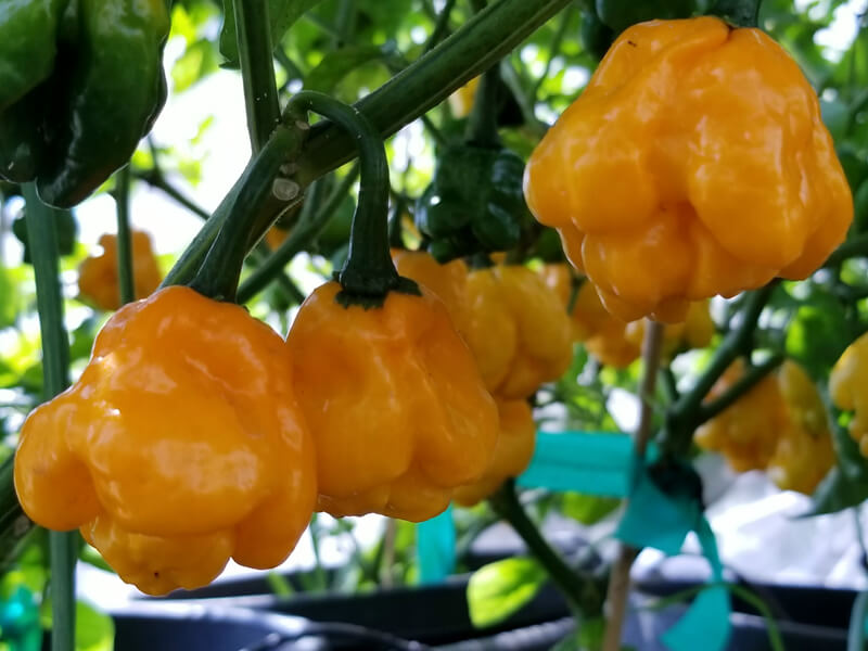 Yellow MOA Scotch Bonnet Pepper on the plant