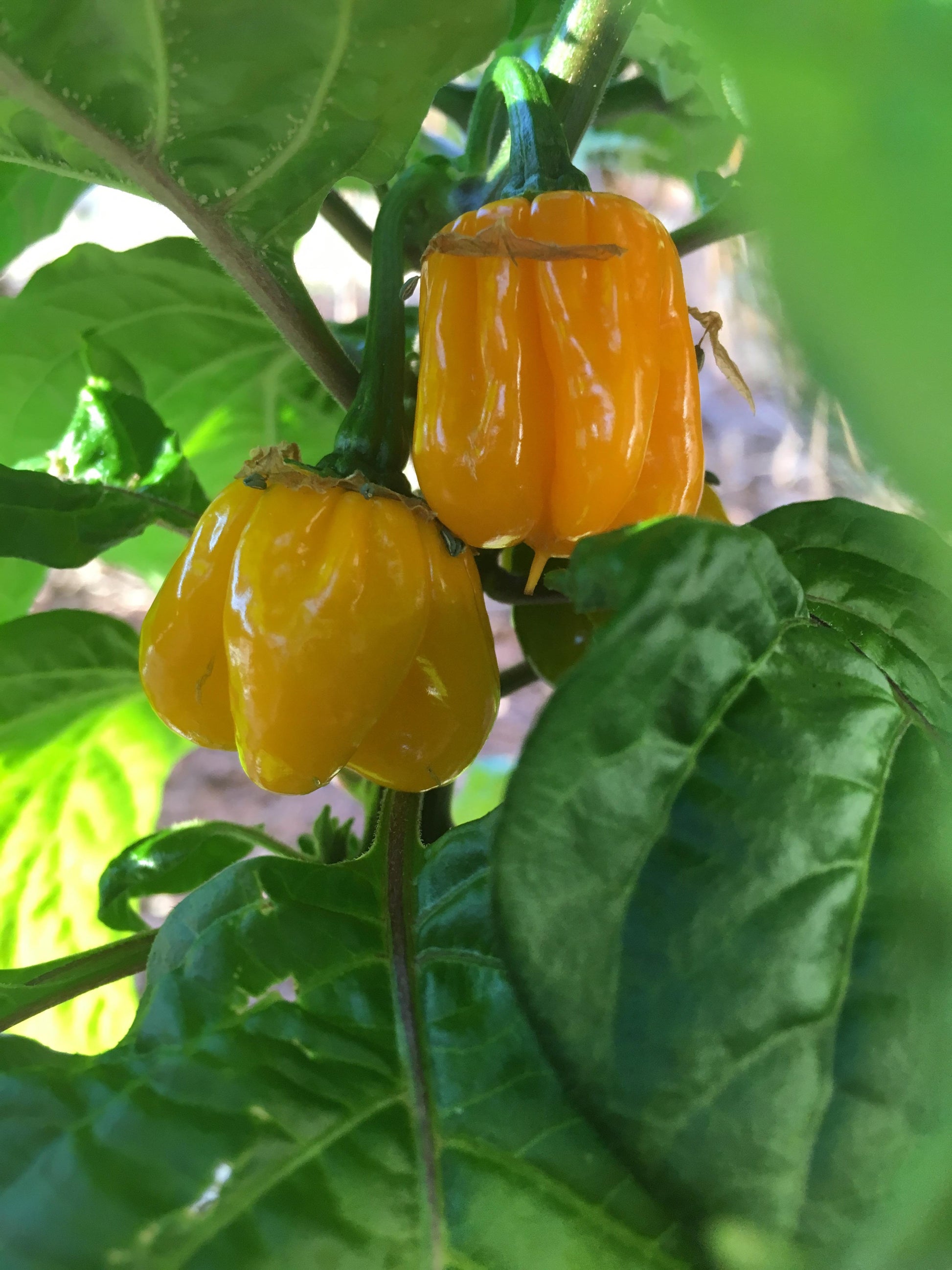 Yellow MOA Scotch Bonnet Pepper on the plant