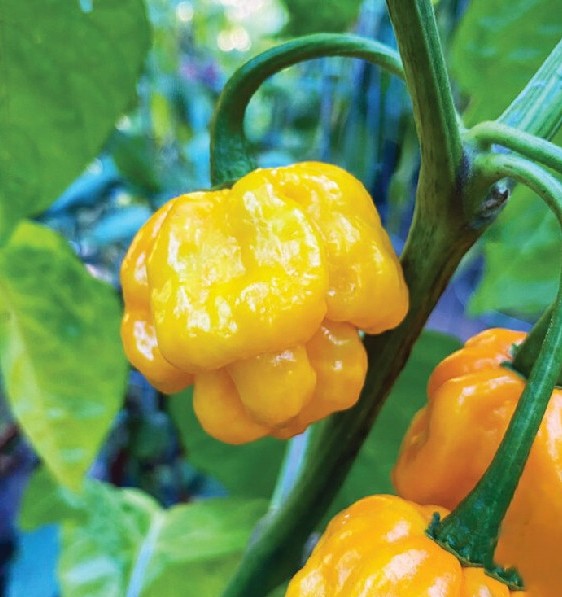 Yellow MOA Scotch Bonnet Pepper on the plant