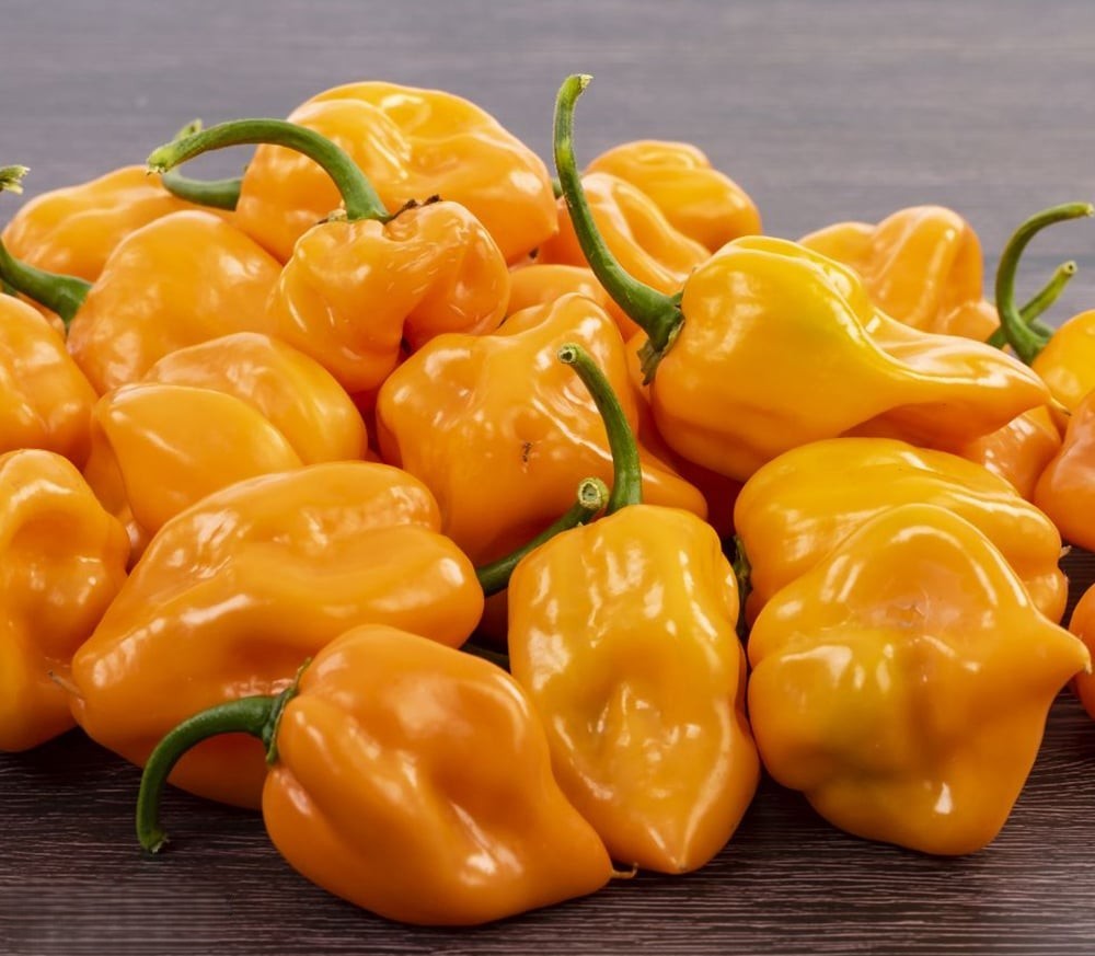 Orange Scotch Bonnet Pepper on the plant