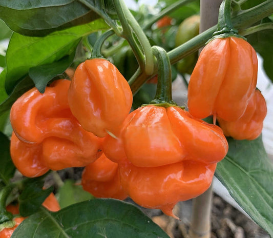 20 – Authentic Heirloom Harvest of Super-Hot Orange Scotch Bonnet Pepper Seeds