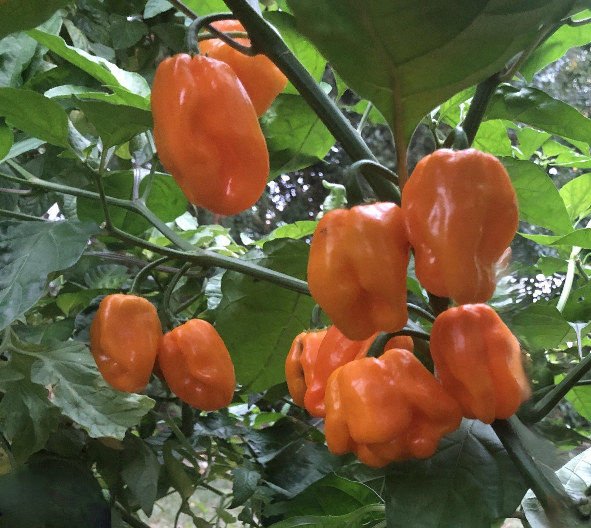 Orange Scotch Bonnet Pepper on the plant