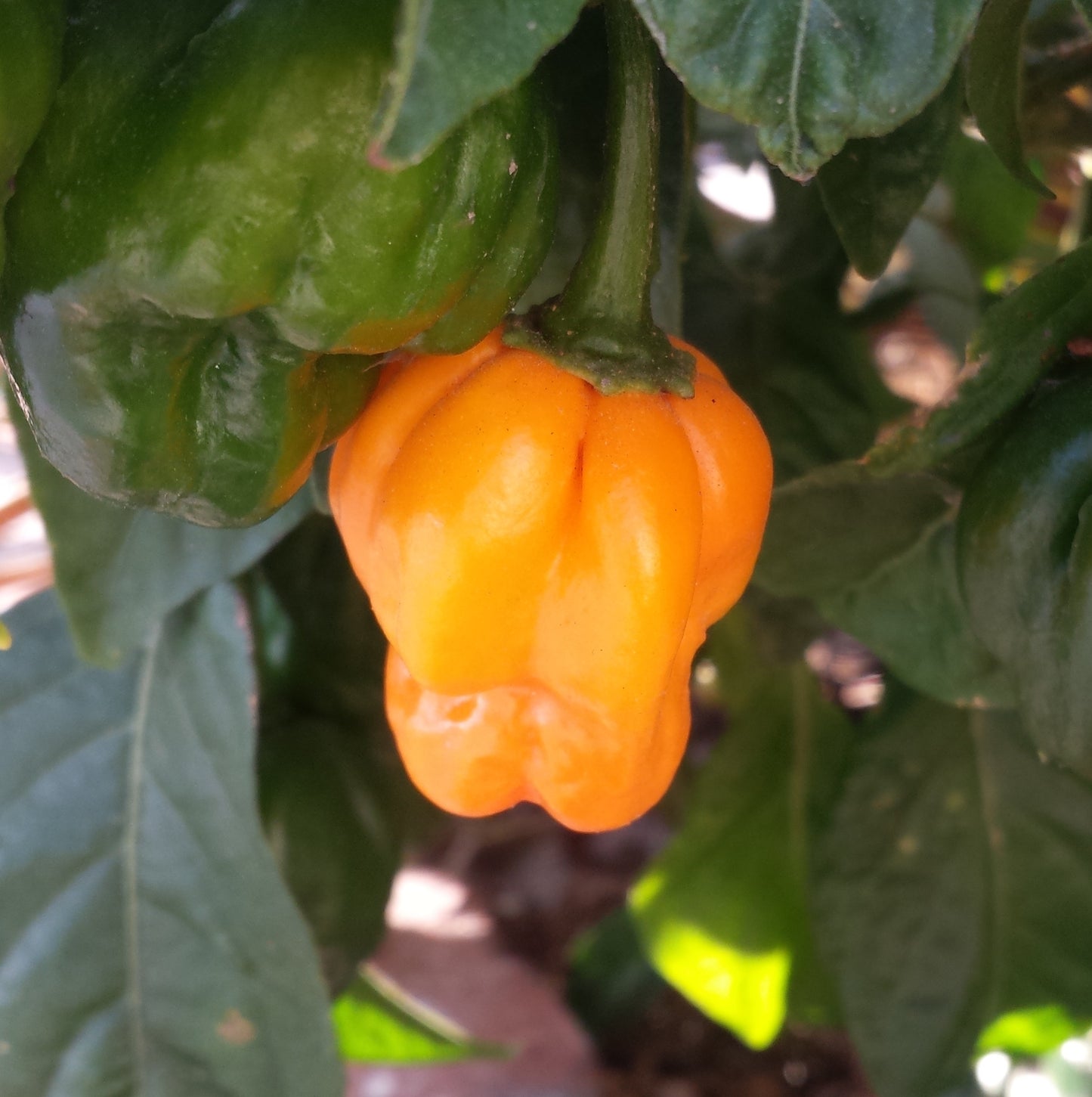 Orange Scotch Bonnet Pepper on the plant