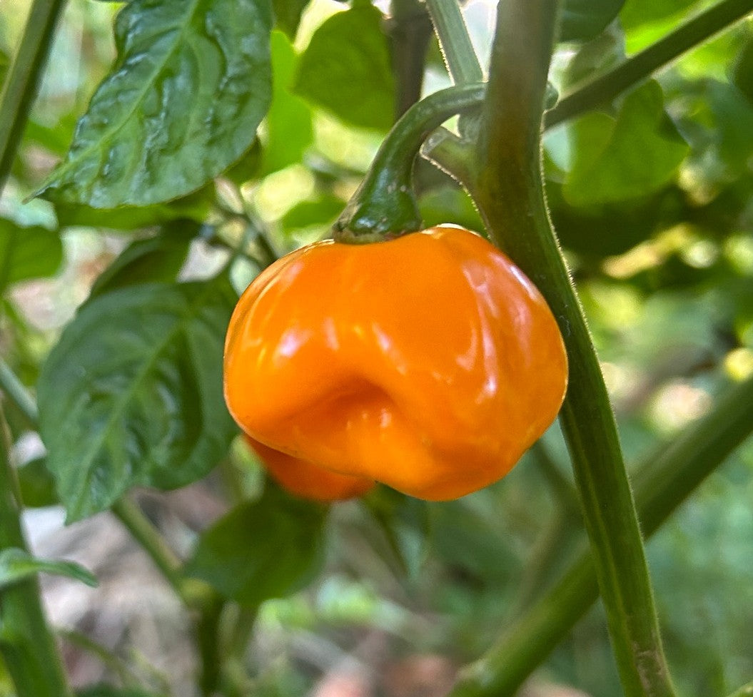 Orange Scotch Bonnet Pepper on the plant