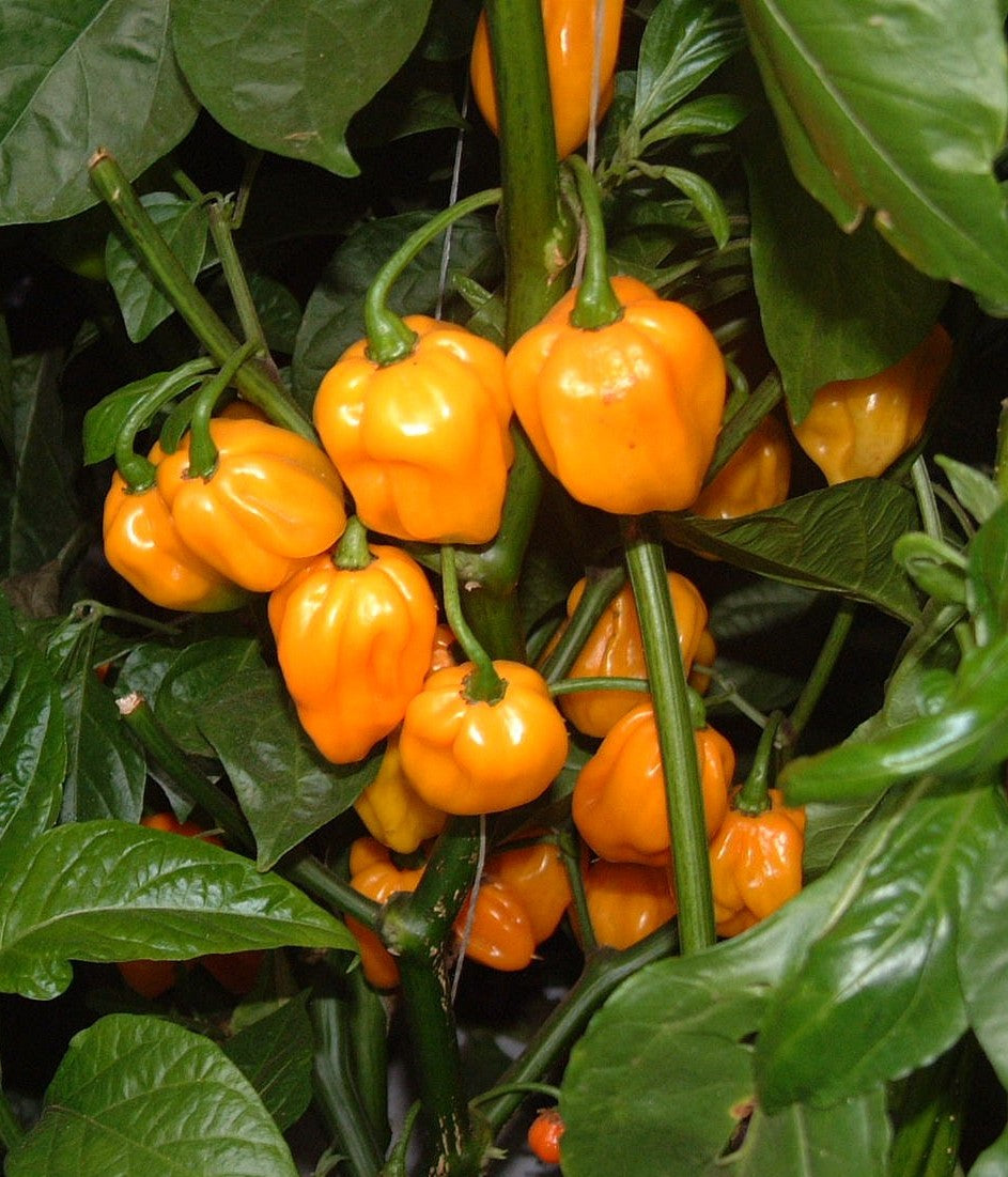 Orange Scotch Bonnet Pepper on the plant