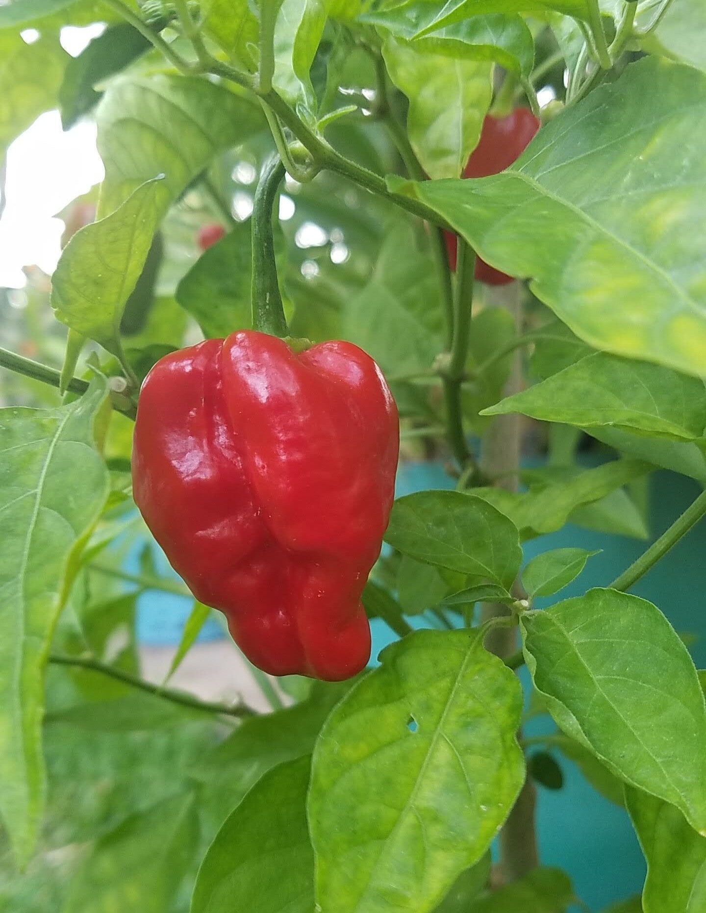 Red Scotch Bonnet Pepper on the plant