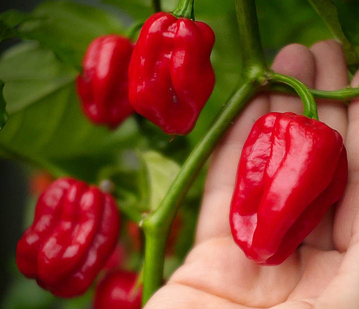 Red Scotch Bonnet Pepper on the plant