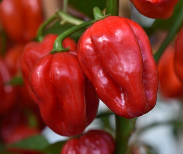 Red Scotch Bonnet Pepper on the plant
