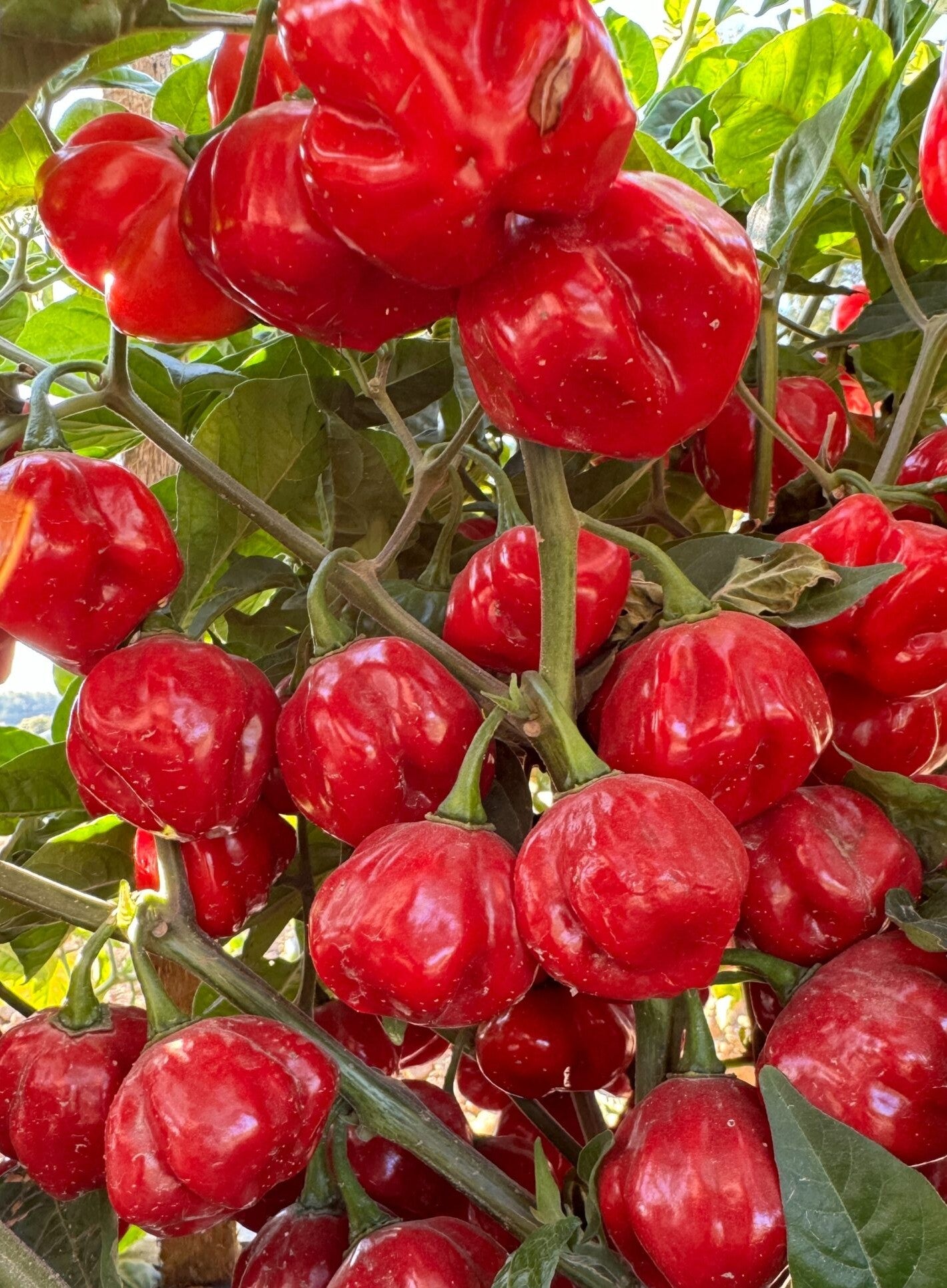 Red Scotch Bonnet Pepper on the plant